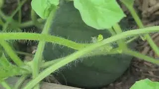 Quick garden assessment.