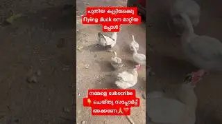 പുതിയ കൂട്ടിലേക്കു flyduck നെ മാറ്റിയ പ്പോൾ | #shorts #viral #birds #pets #farming #farmvlog #duck