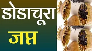 पुलिस की कार्यवाही | डोडाचूरा जप्त | dodachura | MD drug | nai aabadi police mandsour | NDPS act |mp