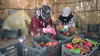 Strengthening Small-Scale Farmers and Agri-Businesses Through Practical Entrepreneurship Skills