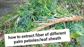 How to Extract Fibers from Different Palms: Nipa, Anahaw, Coconut & Landscape Palms