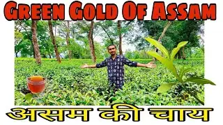 Assam Tea Garden || असम की चाय || Dolu Tea Estate Cachar