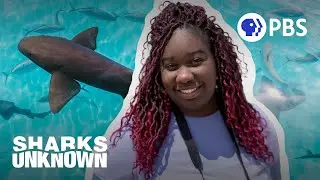 Shark 