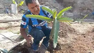 CULTIVO DE PITAHAYA EN ALTA DENSIDAD 3 VARIEDADES (primer nivel de mi huerto)