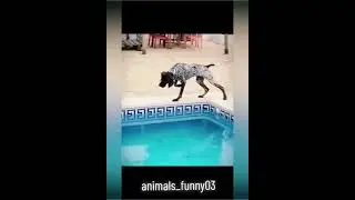 BEST FUNNY PET MOMENTS 2025 | Hilarious Golden Retriever & Silly Cat Compilation