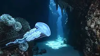 Jellyfish Light | Pen and Talk 28