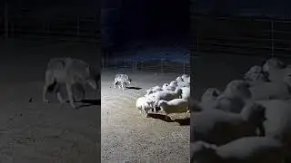 A Wild Wolf Ran Into the Sheep Flock &mdash; They All Panicked! #animals #afraidtofeel #sheep #wolf