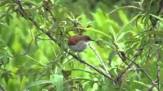 Yellow-chinned Spinetail - Certhiaxis cinnamomeus (Gmelin, 1788)
