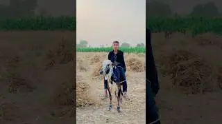 panjab 🐂❤️#cow #bullfarm #bullriding #farming #animals #loyal#bulllovers #shorts#shortvideo