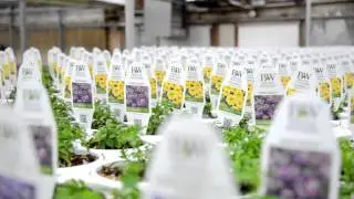Choose Hampton: McDonald Garden Center