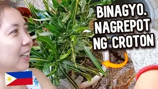 REPOTTING CROTON PLANTS DURING A TYPHOON IN THE PHILIPPINES FEAT. MY GARDEN GLOVES