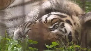Rescue group in Missouri hopes Tiger King raid in Okla. raises awareness about tiger problem