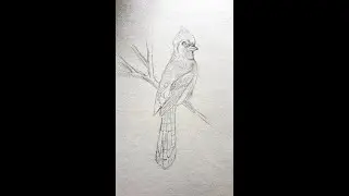 How to draw and paint a beautiful blue jay, part 1/Blue jay painting tutorial #bluejays#birdpainting