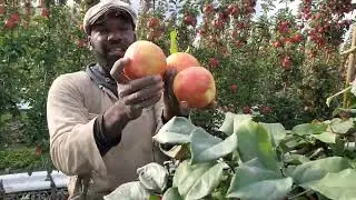 -2  Ambrosia  apple picking bc Canada 🇨🇦