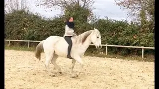 Dressage et piaffer en cordelette
