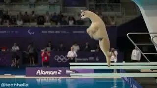 Olympic Animal Games #ai #cats #aicat #cat #catcute #cutecat
