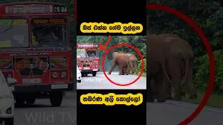 Wild elephant vs Bus attack🫣🐘#shortvideo #shorts #elephant #attack #fight #youtube #tiktok #viral