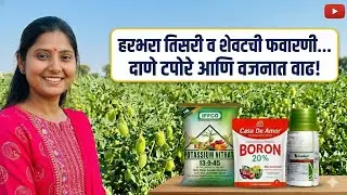 हरभरा तिसरी व शेवटची फवारणी | Harbhara tisri v shevtli favarni 🌿