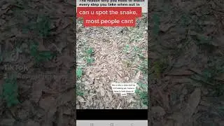 CAN YOU SPOT THE SNAKE #fyp #youtube #shorts #viral #snake #wow #look #search