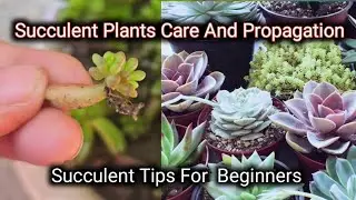 How To Grow Jelly Beens Plant/Succulent Care And Propagation 🪴 💚