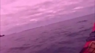 Dolphins and Sea Lions playing on the Rivergods Kayak Tour