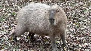 Capybara | Animals | Relaxing With Nature | Calm | @NatureLovingWoman | Rodents |