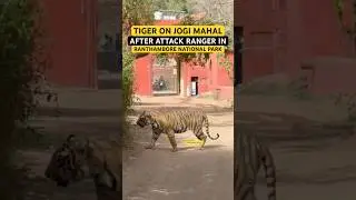 Tiger Attack Ranger On Jogi Mahal Gate in #ranthambore #tiger #trending #shorts #viral #wildlife