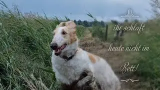 Russischer Windhund: Barsoi
