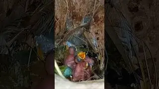 Myna Babies First Day After Hatching (p4) #viral #trending #shorts #ytshorts #youtubeshorts