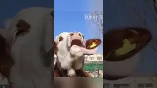 Silly cow waving his tongue #shorts #cow #animallover #animal #animalshorts