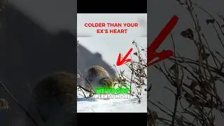 This Squirrel Can Survive Being Frozen?! 😱❄️