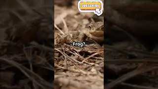 Nature's Oddities: Bizarre Animal Survival Tactics