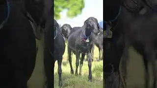 O GEFORP visto por outros &acirc;ngulos