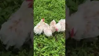 Buff mottled pekin Bantem #petcreationchemmanoor #kozhivalarthal #fancy