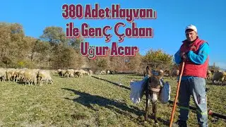 380 Adet Koyun Keçi Çobanı - Hedefi 700 Hayvan - Gemiç köyü #hayvancılık #koyun