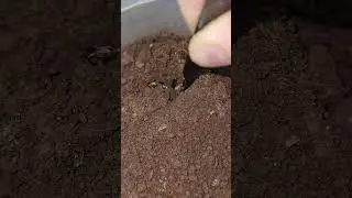 Trapdoor Spider bites cockroach in half