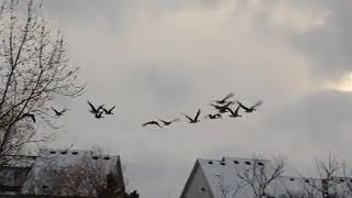 canada geese fly away from the pond
