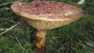 Fungi Foray.wmv