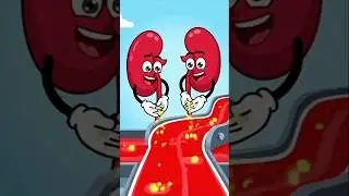 What Kidney Work When You Drink Water. #medical #medicalpractices #kidney