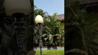 Ginger Tree resort💦