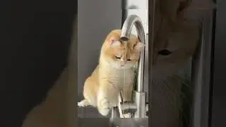 cat washing its feet#shortvideo #viralvideo #funnyvideo #animals #cutecat #animals #cute #funny