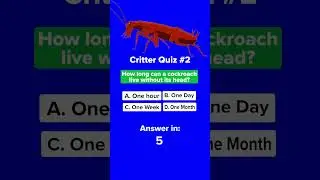 How long can a cockroach live without its head? #shorts