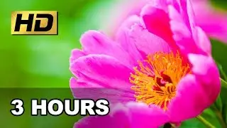 ✹ RELAXING FLOWERS - 3 Hours - Stress Relieving Sound & Video ✹