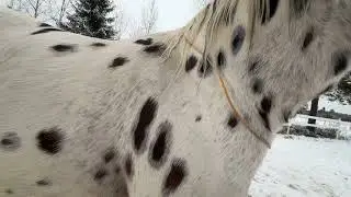 Занятие с конем, сбор и другое