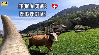Most beautiful cows in Switzerland - Funny animals video - Cow Heidi