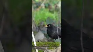 merlo espelle il bolo - blackbird expels the cud  #birds #nature #funny