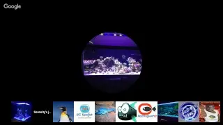 Saturday Night Reef Tank Community Chat Live