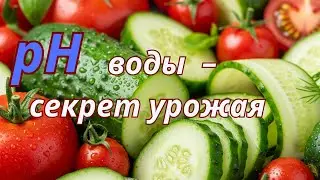 Огурцы и томаты растут быстрее 🌱 Секрет правильной водоподготовки и pH воды