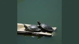 Stonecus