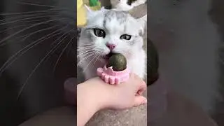 Catnip Toys That Will Make Your Cat Go CRAZY!